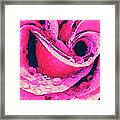 Pink Rose With Water Droplets Fx Framed Print