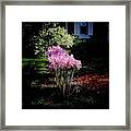Pink Sunlit Flowers In The Neighborhood Framed Print
