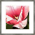 Pink Tulip Macro Framed Print