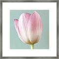 Pink Tulip Framed Print