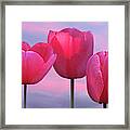 Pink Tulips Celebrating Spring Framed Print