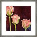 Pink Tulips Detail Framed Print