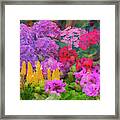 Pink Tulips Intermixed Framed Print