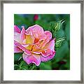 Pink With Yellow Color Rose Framed Print