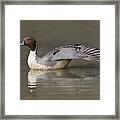 Pintail Wing Extension Framed Print