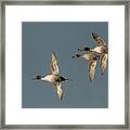 Pintale Duck Framed Print