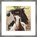 Pinto Mare And Colt Framed Print