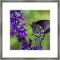 Pipevine Swallowtail Framed Print