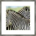 Plains Zebra Equus Quagga Pair, Haga Framed Print
