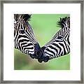 Plains Zebra Equus Quagga Pair Framed Print