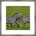 Plains Zebras Fighting, Ngorongoro Framed Print