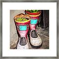 Planter Boots At Door In Florence Italy Framed Print