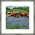 Playing In The Bluebonnets Framed Print