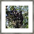 Playing In The Treetops Framed Print