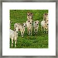 Please Tell Me You Brought Breakfast Framed Print