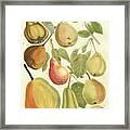 Plentiful Pears Ii Framed Print