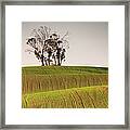 Plow Lines Leading To Tree Framed Print