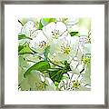 Plum Blossoms Framed Print