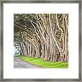 Point Reyes Tree Tunnel Road Framed Print