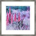 Poker Plants In Pinks And Blues Framed Print