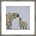 Polar Bear Mother With Cub Framed Print