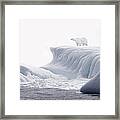 Polar Bear Standing On Ice Flow Framed Print