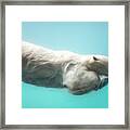 Polar Bear Swimming Underwater Framed Print