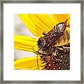 Pollinator #2 Framed Print