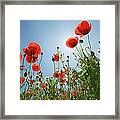 Poppies Against Blue Sky, Low Angle View Framed Print