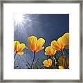 Poppies Enjoy The Sun Framed Print