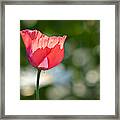 Poppies Framed Print