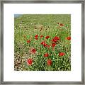 Poppies (papaver Rhoeas) On The Golan Heights Framed Print