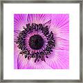 Poppy Anemone Framed Print