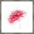 Poppy Impressions Framed Print