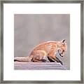 Porch Fox Framed Print