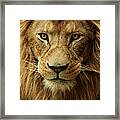 Portrait Male African Lion Framed Print