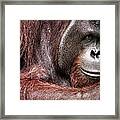 Portrait Of A Bornean Orangutan Framed Print