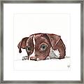 Portrait Of A Chihuahua Puppy In Watercolor Framed Print