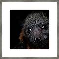 Portrait Of A Female Rescued Grey-headed Flying-fox Pup. Framed Print