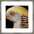 Portrait Of A Golden Pheasant Framed Print