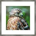 Portrait Of A Hawk Framed Print