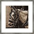 Portrait Of A Horse Framed Print