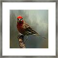 Portrait Of A House Finch Framed Print