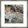 Portrait Of A Leopard Framed Print