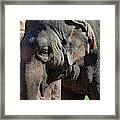Portrait Of An Elephant Framed Print