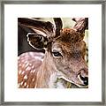 Portrait Of Deer, Close-up, Aarhus, Denmark Framed Print