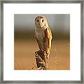 Portrait Of Male Barn Owl Framed Print