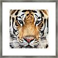 Portrait Of Tiger Framed Print