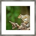 Posing Eastern Gray Squirrel Framed Print