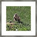 Prairie Dog Football Stance Framed Print